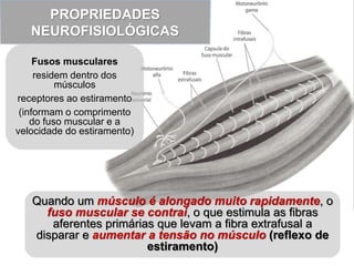 PROPRIEDADES
NEUROFISIOLÓGICAS
Fusos musculares
residem dentro dos
músculos
receptores ao estiramento
(informam o comprimento
do fuso muscular e a
velocidade do estiramento)
Quando um músculo é alongado muito rapidamente, o
fuso muscular se contrai, o que estimula as fibras
aferentes primárias que levam a fibra extrafusal a
disparar e aumentar a tensão no músculo (reflexo de
estiramento)
 