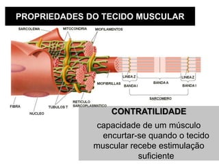 PROPRIEDADES DO TECIDO MUSCULAR
CONTRATILIDADE
capacidade de um músculo
encurtar-se quando o tecido
muscular recebe estimulação
suficiente
 