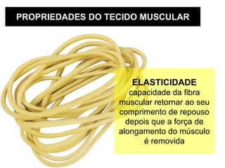 PROPRIEDADES DO TECIDO MUSCULAR
ELASTICIDADE
capacidade da fibra
muscular retornar ao seu
comprimento de repouso
depois que a força de
alongamento do músculo
é removida
 