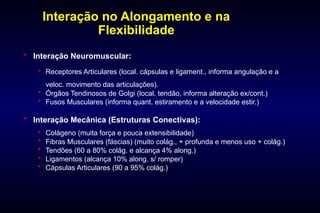 Cont Informa Alongamento e Flexibilidade - educação física | PPT