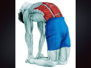 Alongamentos   imagens exemplos