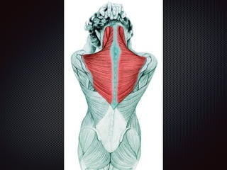 Alongamentos   imagens exemplos