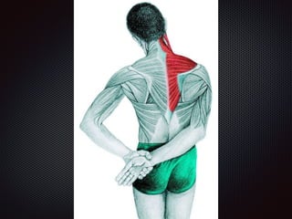 Alongamentos   imagens exemplos