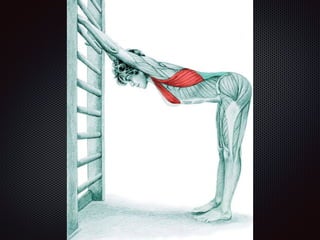 Alongamentos   imagens exemplos