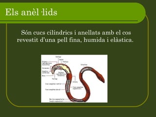 Els anèl·lids Són cucs cilíndrics i anellats amb el cos revestit d’una pell fina, humida i elàstica.  