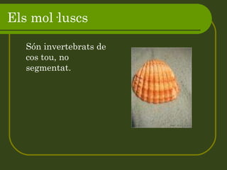 Els mol·luscs Són invertebrats de cos tou, no segmentat. 
