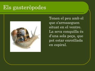 Els gasteròpodes Tenen el peu amb el que s'arrosseguen situat en el ventre. La seva conquilla és d’una sola peça, que pot estar enrotllada en espiral. 