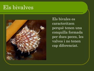 Els bivalves   Els bivales es caracteritzen perquè tenen una conquilla formada per dues peces, les valves i no tenen cap diferenciat. 