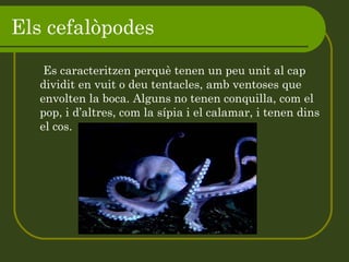 Els cefalòpodes    Es caracteritzen perquè tenen un peu unit al cap dividit en vuit o deu tentacles, amb ventoses que envolten la boca. Alguns no tenen conquilla, com el pop, i d’altres, com la sípia i el calamar, i tenen dins el cos. 