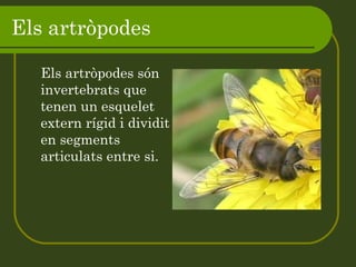 Els artròpodes Els artròpodes són invertebrats que tenen un esquelet extern rígid i dividit en segments articulats entre si.  