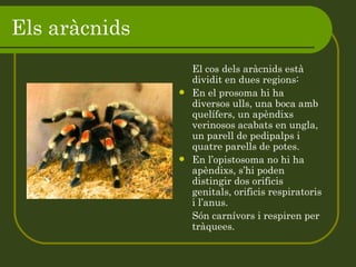 Els aràcnids  El cos dels aràcnids està dividit en dues regions: En el prosoma hi ha diversos ulls, una boca amb quelífers, un apèndixs verinosos acabats en ungla, un parell de pedipalps i quatre parells de potes. En l’opistosoma no hi ha  apèndixs, s’hi poden distingir dos orificis genitals, orificis respiratoris i l’anus.  Són carnívors i respiren per tràquees. 