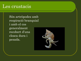 Les crustacis Són artròpodes amb respiració branquial i amb el cos generalment recobert d’una closca dura i pesada. 
