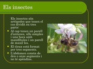 Els insectes Els insectes són artòpodes que tenen el cos dividit en tres parts: Al cap tenen un parell d’antenes, ulls simples i una boca amb mandíbules i un parell de maxil·les. El tòrax està format per tres segments. L’abdomen consta de deu o onze segments i no té apèndixs. 
