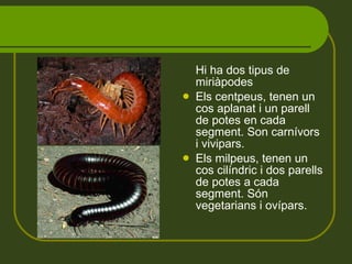 Hi ha dos tipus de miriàpodes Els centpeus, tenen un cos aplanat i un parell de potes en cada segment. Son carnívors i vivipars. Els milpeus, tenen un cos cilíndric i dos parells de potes a cada segment. Són vegetarians i ovípars. 