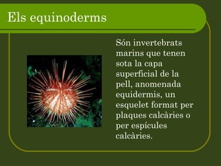 Els equinoderms Són invertebrats marins que tenen sota la capa superficial de la pell, anomenada equidermis, un esquelet format per plaques calcàries o per espícules calcàries. 