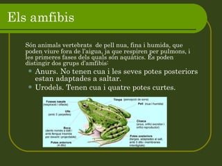 Els amfibis  Són animals vertebrats  de pell nua, fina i humida, que poden viure fora de l’aigua, ja que respiren per pulmons, i les primeres fases dels quals són aquàtics. És poden distingir dos grups d’amfibis: Anurs. No tenen cua i les seves potes posteriors estan adaptades a saltar. Urodels. Tenen cua i quatre potes curtes.  