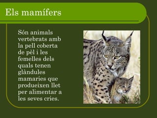 Els mamífers  Són animals vertebrats amb la pell coberta de pèl i les femelles dels quals tenen glàndules mamaries que produeixen llet per alimentar a les seves cries. 