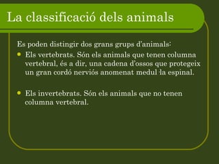 La classificació dels animals Es poden distingir dos grans grups d’animals: Els vertebrats. Són els animals que tenen columna vertebral, és a dir, una cadena d’ossos que protegeix un gran cordó nerviós anomenat medul·la espinal. Els invertebrats. Són els animals que no tenen columna vertebral. 