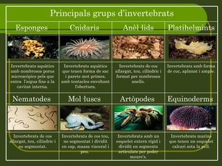 Principals grups d’invertebrats Esponges  Cnidaris  Anèl·lids Platihelmints  Invertebrats aquàtics amb nombrosos porus microscòpics pels que entra  l’aigua fins a la cavitat interna. Invertebrats aquàtics que tenen forma de sac i parets mot primes, amb tentacles envoltant l'obertura. Invertebrats de cos allargat, tou, cilíndric i format per nombrosos anells. Invertebrats amb forma de cuc, aplanat i ample. Nematodes  Mol·luscs  Artòpodes  Equinoderms  Invertebrats de cos allargat, tou, cilíndric i no segmentat. Invertebrats de cos tou, no segmentat i dividit en cap, massa visceral i peu.  Invertebrats amb un esquelet extern rígid i dividit en segments articulats per poder moure’s. Invertebrats marins que tenen un esquelet calcari sota la pell. 