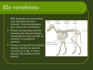 Els vertebrats Són animals que presenten una estructura òssia interna. Característiques que tenen els vertebrats: Tenen un sistema nerviós central més desenvolupat, constituït per pel cervell, el cerebel i la medul·la espinal. Tenen un aparell circulatori tancat i situat en posició ventral, és a dir, a sota o davant del cordó nerviós dorsal. 