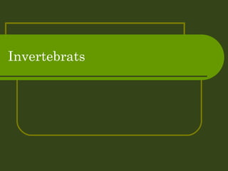 Invertebrats  