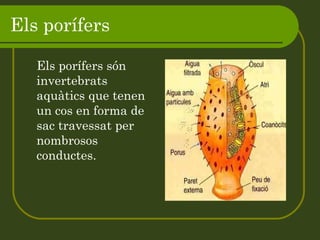 Els porífers   Els porífers són invertebrats aquàtics que tenen un cos en forma de sac travessat per nombrosos conductes. 