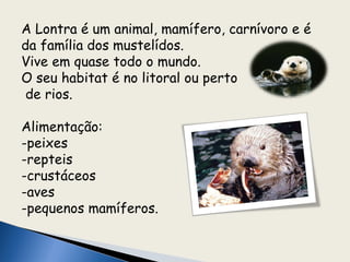 A Lontra é um animal, mamífero, carnívoro e é
da família dos mustelídos.
Vive em quase todo o mundo.
O seu habitat é no litoral ou perto
 de rios.

Alimentação:
-peixes
-repteis
-crustáceos
-aves
-pequenos mamíferos.
 