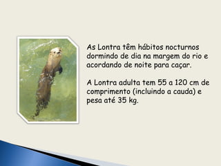 As Lontra têm hábitos nocturnos
dormindo de dia na margem do rio e
acordando de noite para caçar.

A Lontra adulta tem 55 a 120 cm de
comprimento (incluindo a cauda) e
pesa até 35 kg.
 