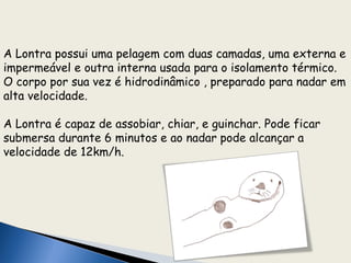 A Lontra possui uma pelagem com duas camadas, uma externa e
impermeável e outra interna usada para o isolamento térmico.
O corpo por sua vez é hidrodinâmico , preparado para nadar em
alta velocidade.

A Lontra é capaz de assobiar, chiar, e guinchar. Pode ficar
submersa durante 6 minutos e ao nadar pode alcançar a
velocidade de 12km/h.
 