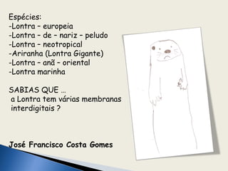 Espécies:
-Lontra – europeia
-Lontra – de – nariz – peludo
-Lontra – neotropical
-Ariranha (Lontra Gigante)
-Lontra – anã – oriental
-Lontra marinha

SABIAS QUE …
a Lontra tem várias membranas
interdigitais ?



José Francisco Costa Gomes
 