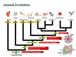 Porifera
Cnidaria
Platyhelminthes
sponges
Nematoda
Mollusca Arthropoda Chordata
Annelida Echinodermata
multicellularity
Ancestral Protist
specialization &  body complexity
tissues specialized structure & function,
muscle & nerve tissue
jellyfish
bilateral symmetry distinct body plan; cephalization
flatworms
radial
bilateral
body cavity  body complexity
 digestive & repro sys
roundworms
coelom  digestive sys
mollusks
Animal Evolution
 