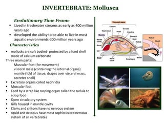 INVERTEBRATE: Mollusca
Evolutionary Time Frame
 Lived in freshwater streams as early as 400 million
years ago
 developed the ability to be able to live in most
aquatic environments-300 million years ago
 mollusks are soft bodied- protected by a hard shell
made of calcium carbonate
Three main parts:
Muscular foot (for movement)
visceral mass (containing the internal organs)
mantle (fold of tissue, drapes over visceral mass,
secretes shell)
 Excretory organs called nephridia
 Muscular foot
 Feed by a strap like rasping organ called the radula to
scrap food
 Open circulatory system
 Gills housed in mantle cavity
 Clams and chitons have no nervous system
 squid and octopus have most sophisticated nervous
system of all vertebrates
Characteristics
 