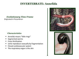 INVERTEBRATE: Annelida
Evolutionary Time Frame
Originated in Precambrian
 Annelids means “little rings”
 Segmented worms
 Cross-fertilization
 some reproduce asexually by fragmentation
 Closed cardiovascular system
 The respiratory organ is the skin
Characteristics
 