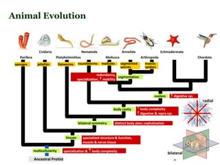 Porifera
Cnidaria
Platyhelminthes
sponges
Nematoda
Mollusca Arthropoda Chordata
Annelida Echinodermata
multicellularity
Ancestral Protist
specialization &  body complexity
tissues specialized structure & function,
muscle & nerve tissue
jellyfish
bilateral symmetry distinct body plan; cephalization
flatworms
radial
bilateral
body cavity  body complexity
 digestive & repro sys
roundworms
coelom  digestive sys
mollusks
segmentation
redundancy,
specialization,  mobility
segmented
worms
insects
spiders
Animal Evolution
 