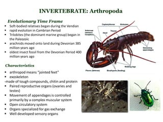 INVERTEBRATE: Arthropoda
Evolutionary Time Frame
 Soft-bodied relatives began during the Vendian
 rapid evolution in Cambrian Period
 Trilobites (the dominant marine group) began in
the Paleozoic
 arachnids moved onto land during Devonian 385
million years ago
 oldest insect fossil from the Devonian Period 400
million years ago
 arthropod means “jointed feet”
 exoskeleton
-made of tough compounds, chitin and protein
 Paired reproductive organs (ovaries and
testes)
 Movement of appendages is controlled
primarily by a complex muscular system
 Open circulatory system
 Organs specialized for gas exchange
 Well developed sensory organs
Characteristics
 