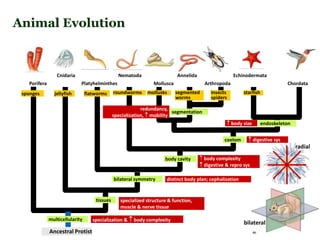Porifera
Cnidaria
Platyhelminthes
sponges
Nematoda
Mollusca Arthropoda Chordata
Annelida Echinodermata
multicellularity
Ancestral Protist
specialization &  body complexity
tissues specialized structure & function,
muscle & nerve tissue
jellyfish
bilateral symmetry distinct body plan; cephalization
flatworms
radial
bilateral
body cavity  body complexity
 digestive & repro sys
roundworms
coelom  digestive sys
mollusks
segmentation
redundancy,
specialization,  mobility
segmented
worms
insects
spiders
endoskeleton
 body size
starfish
Animal Evolution
 