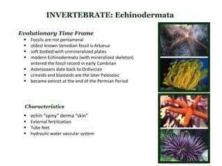 INVERTEBRATE: Echinodermata
Evolutionary Time Frame
 Fossils are not pentameral
 oldest known Venedian fossil is Arkarua
 soft bodied with unmineralized plates
 modern Echinodermata (with mineralized skeleton)
entered the fossil record in early Cambrian
 Asterozoans date back to Ordivician
 crineids and blastoids are the later Paleozoic
 became extinct at the end of the Permian Period
 echin “spiny” derma “skin”
 External fertilization
 Tube feet
 hydraulic water vascular system
Characteristics
 