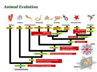 Porifera
Cnidaria
Platyhelminthes
sponges
Nematoda
Mollusca Arthropoda Chordata
Annelida Echinodermata
multicellularity
Ancestral Protist
specialization &  body complexity
tissues specialized structure & function,
muscle & nerve tissue
jellyfish
bilateral symmetry distinct body plan; cephalization
flatworms
radial
bilateral
body cavity  body complexity
 digestive & repro sys
roundworms
coelom  digestive sys
mollusks
segmentation
redundancy,
specialization,  mobility
segmented
worms
insects
spiders
endoskeleton
 body size
starfish vertebrates
backbone
 body & brain
size,  mobility
Animal Evolution
 
