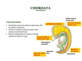 postanal
tail notochord
hollow dorsal
nerve cord
pharyngeal
pouches
becomes brain &
spinal cord
becomes
vertebrae
becomes gills or
Eustachian tube
becomes tail or
tailbone
vertebrate embryo
CHORDATA
Vertebrates
 Vertebrates have the ability to regenerate ATP
by cellular respiration
 all have a closed circulatory system with
ventral, chambered heart
 blood is oxygenated as it passes through
capillaries in gills or lungs
Characteristics
 
