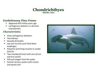 Chondrichthyes
sharks, rays
 Have cartilaginous skeletons
 Two kidneys
 Sexually dimorphic
 Jaw and muscles push food down
esophagus
 Powerful swimming muscles in caudal
(tail) fin
 Two chambered heart with one atrium
and one vesicle
 Gills pull oxygen from the water
 Central nervous system with a brain
and spinal cord
Characteristics
Evolutionary Time Frame
 Appeared 450 million years ago
 cartilaginous skeleton is a derived
characteristic.
 