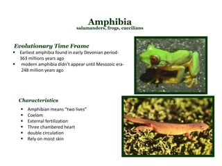 Amphibia
salamanders, frogs, caecilians
 Amphibian means “two lives”
 Coelom
 External fertilization
 Three chambered heart
 double circulation
 Rely on moist skin
Characteristics
Evolutionary Time Frame
 Earliest amphibia found in early Devonian period-
363 millions years ago
 modern amphibia didn’t appear until Mesozoic era-
248 million years ago
 