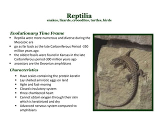 Reptilia
snakes, lizards, crocodiles, turtles, birds
 Have scales containing the protein keratin
 Lay shelled amniotic eggs on land
 Agile and fast-moving
 Closed circulatory system
 three chambered heart
 Cannot obtain oxygen through their skin
which is keratinized and dry
 Advanced nervous system compared to
amphibians
Characteristics
Evolutionary Time Frame
 Reptilia were more numerous and diverse during the
Mesozoic era
 go as far back as the late Carboniferous Period -350
million years ago
 the oldest fossils were found in Kansas in the late
Carboniferous period-300 million years ago
 ancestors are the Devonian amphibians
 