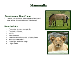 Mammalia
 Possession of mammary glands
 Four types of tissue
 Kidney
 separate sexes
 Differentiation of teeth for different foods
 four chambered heart
 Diaphragm ventilates lungs
 Larger brains
Characteristics
Evolutionary Time Frame
 Evolved from reptilian stock during Mesozoic era,
even before birds did-180 million years ago
 