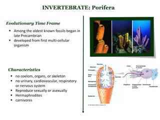 INVERTEBRATE: Porifera
Evolutionary Time Frame
 Among the oldest known fossils began in
late Precambrian
 developed from first multi-cellular
organism
 no coelom, organs, or skeleton
 no urinary, cardiovascular, respiratory
or nervous system
 Reproduce sexually or asexually
 Hermaphrodites
 carnivores
Characteristics
 