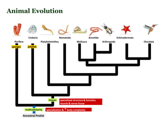 Porifera
Cnidaria
Platyhelminthes
sponges
Nematoda
Mollusca Arthropoda Chordata
Annelida Echinodermata
multicellularity
Ancestral Protist
specialization &  body complexity
tissues specialized structure & function,
muscle & nerve tissue
jellyfish
Animal Evolution
 