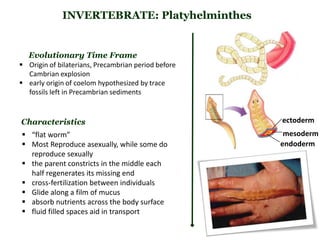 INVERTEBRATE: Platyhelminthes
Evolutionary Time Frame
 Origin of bilaterians, Precambrian period before
Cambrian explosion
 early origin of coelom hypothesized by trace
fossils left in Precambrian sediments
 “flat worm”
 Most Reproduce asexually, while some do
reproduce sexually
 the parent constricts in the middle each
half regenerates its missing end
 cross-fertilization between individuals
 Glide along a film of mucus
 absorb nutrients across the body surface
 fluid filled spaces aid in transport
Characteristics ectoderm
mesoderm
endoderm
 