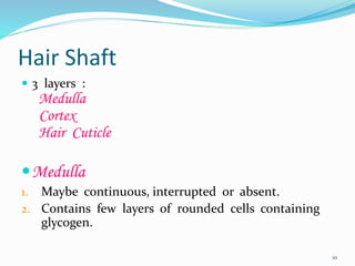 Hair Shaft
 3 layers :
Medulla
Cortex
Hair Cuticle
Medulla
1. Maybe continuous, interrupted or absent.
2. Contains few layers of rounded cells containing
glycogen.
10
 