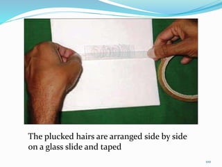 The plucked hairs are arranged side by side
on a glass slide and taped
100
 