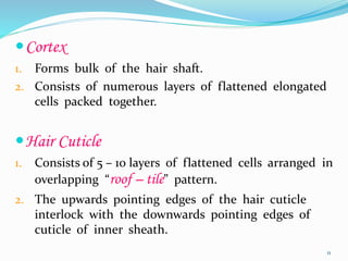 Cortex
1. Forms bulk of the hair shaft.
2. Consists of numerous layers of flattened elongated
cells packed together.
Hair Cuticle
1. Consists of 5 – 10 layers of flattened cells arranged in
overlapping “roof – tile” pattern.
2. The upwards pointing edges of the hair cuticle
interlock with the downwards pointing edges of
cuticle of inner sheath.
11
 