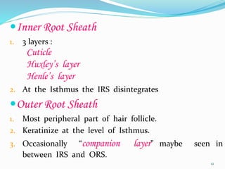 Inner Root Sheath
1. 3 layers :
Cuticle
Huxley’s layer
Henle’s layer
2. At the Isthmus the IRS disintegrates
Outer Root Sheath
1. Most peripheral part of hair follicle.
2. Keratinize at the level of Isthmus.
3. Occasionally “companion layer” maybe seen in
between IRS and ORS.
12
 